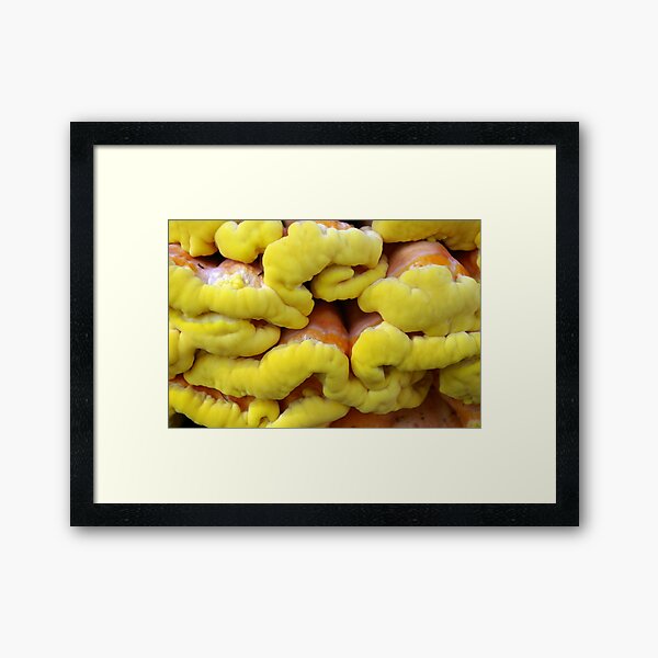 Tree Fungus Framed Art Print
