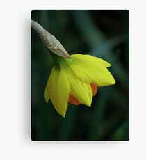 Daffodil 03 Canvas Print