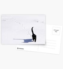 Snow Cat Postkarten