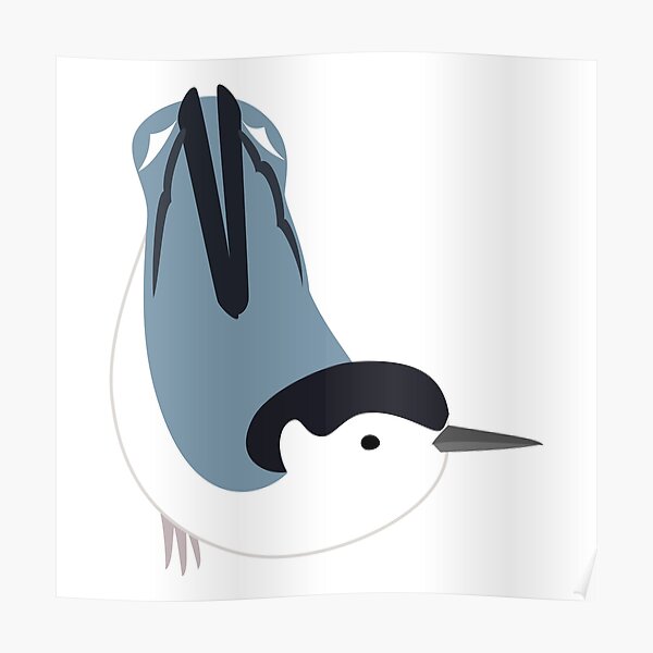White-Breasted Nuthatch Poster