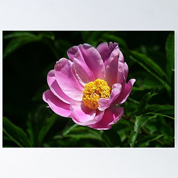 Item preview, Perfectly Pink designed and sold by Monnie Ryan.