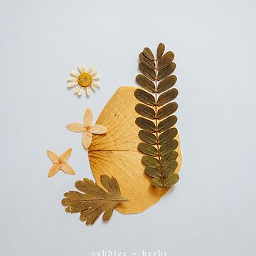 Artwork thumbnail, aelia by p+h // by pebblesandherbs