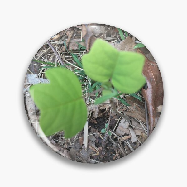 Item preview, Tulip Poplar Seedling designed and sold by NimsNature.