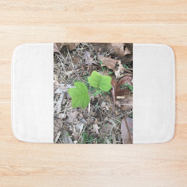 Item preview, Tulip Poplar Seedling designed and sold by NimsNature.