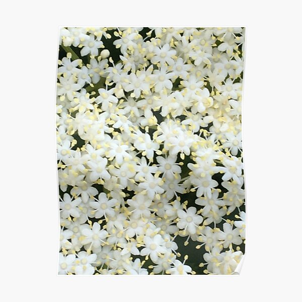 Fleurs de sureau 1 Poster