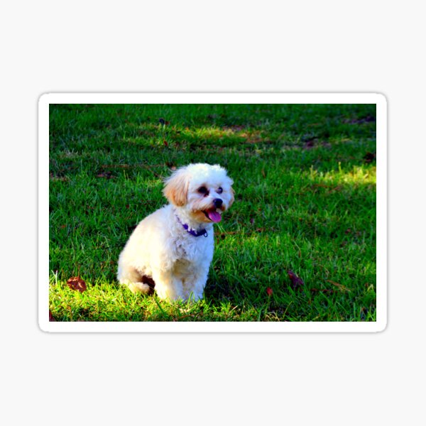 Item preview, Shih-Poo designed and sold by LisaWootenPhoto.