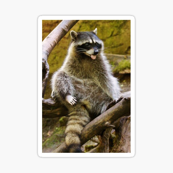 Raccoon Sticker