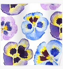 colorful pansies pansies Poster