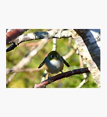 Do I look Like Happy Feet The Penguin? - Silver-Eye - NZ Photographic Print