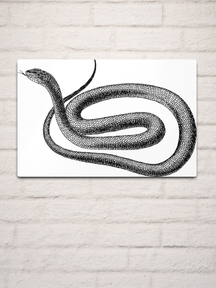 dibujo de serpiente oscura