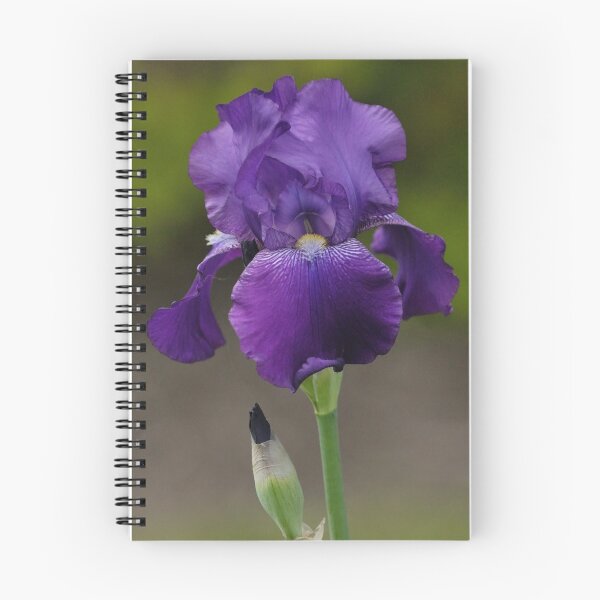 Aperçu de l'œuvre Iris pourpre créée et vendue par Sylvia Labelle.