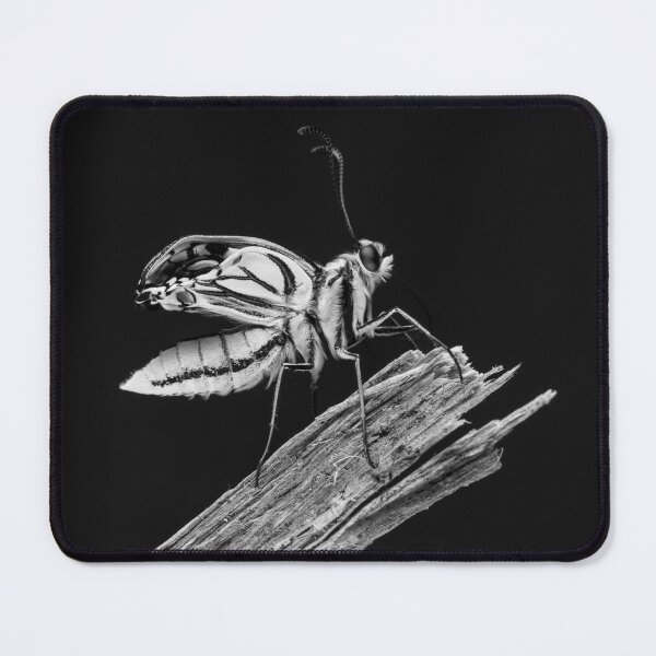 Item preview, Freshly hatched butterfly insect, swallowtail black and white designed and sold by StohlerPhotos.