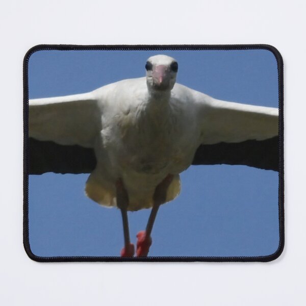 Item preview, White Stork (Ciconia ciconia) Bird Wings Flapping Photograph designed and sold by taiche.