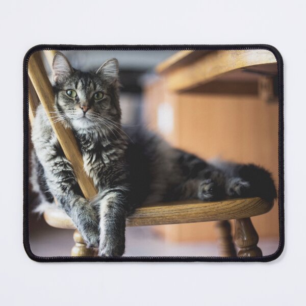 Item preview, Lazy Cat designed and sold by Metaverse8.