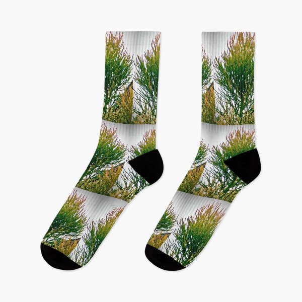 Item preview, Conifer Sky designed and sold by KazM.