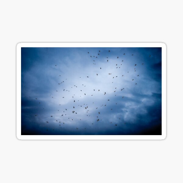 Birds Sticker