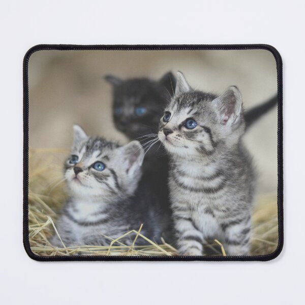 Item preview, Kitten Club designed and sold by Metaverse8.