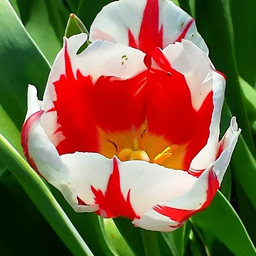 Artwork thumbnail, "Spring Flower" by Robert Regenold's Art Shop