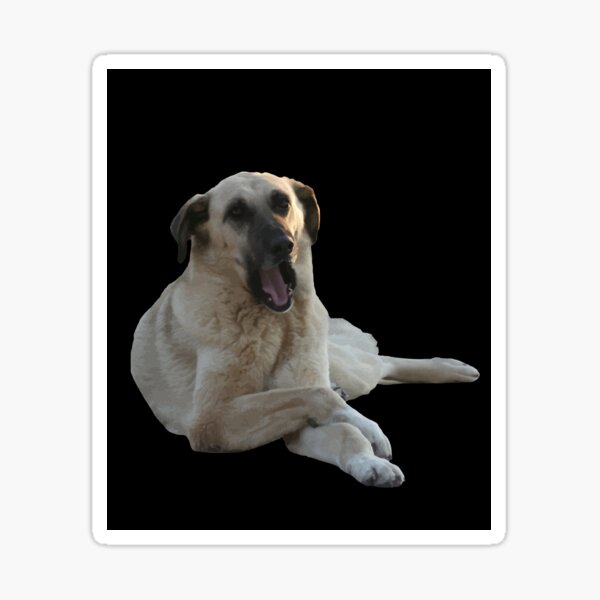 Artikel-Vorschau von Kangal, Hund, Gähnen, Vektor, Ausgeschnitten, Auf, Black, designt und verkauft von taiche.