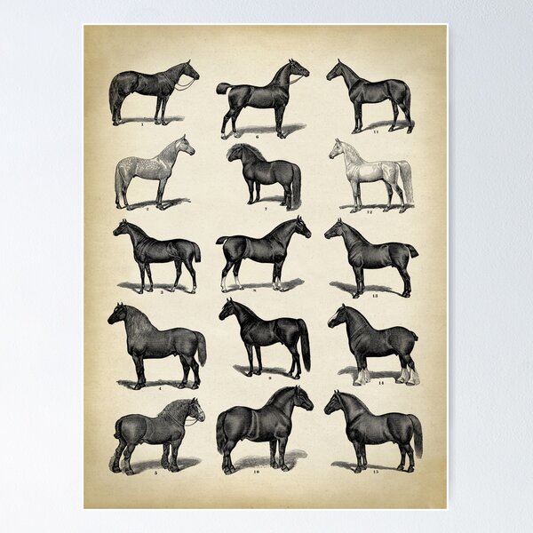 Aperçu de l'œuvre Races de chevaux d'époque créée et vendue par LeAllureVintage.