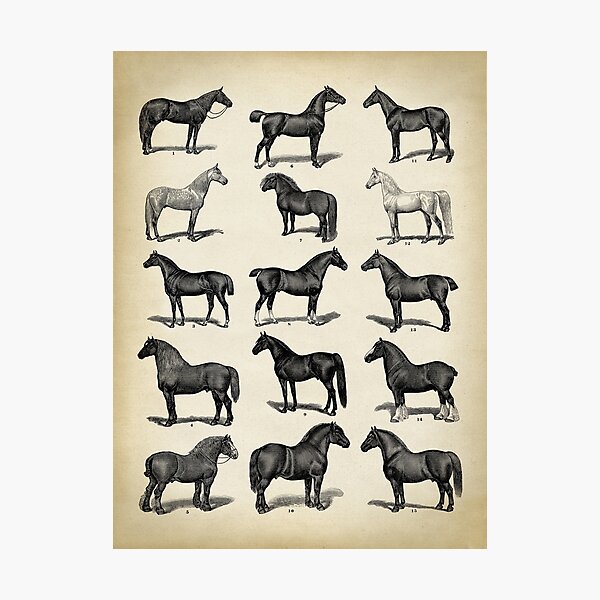 Aperçu de l'œuvre Races de chevaux d'époque créée et vendue par LeAllureVintage.