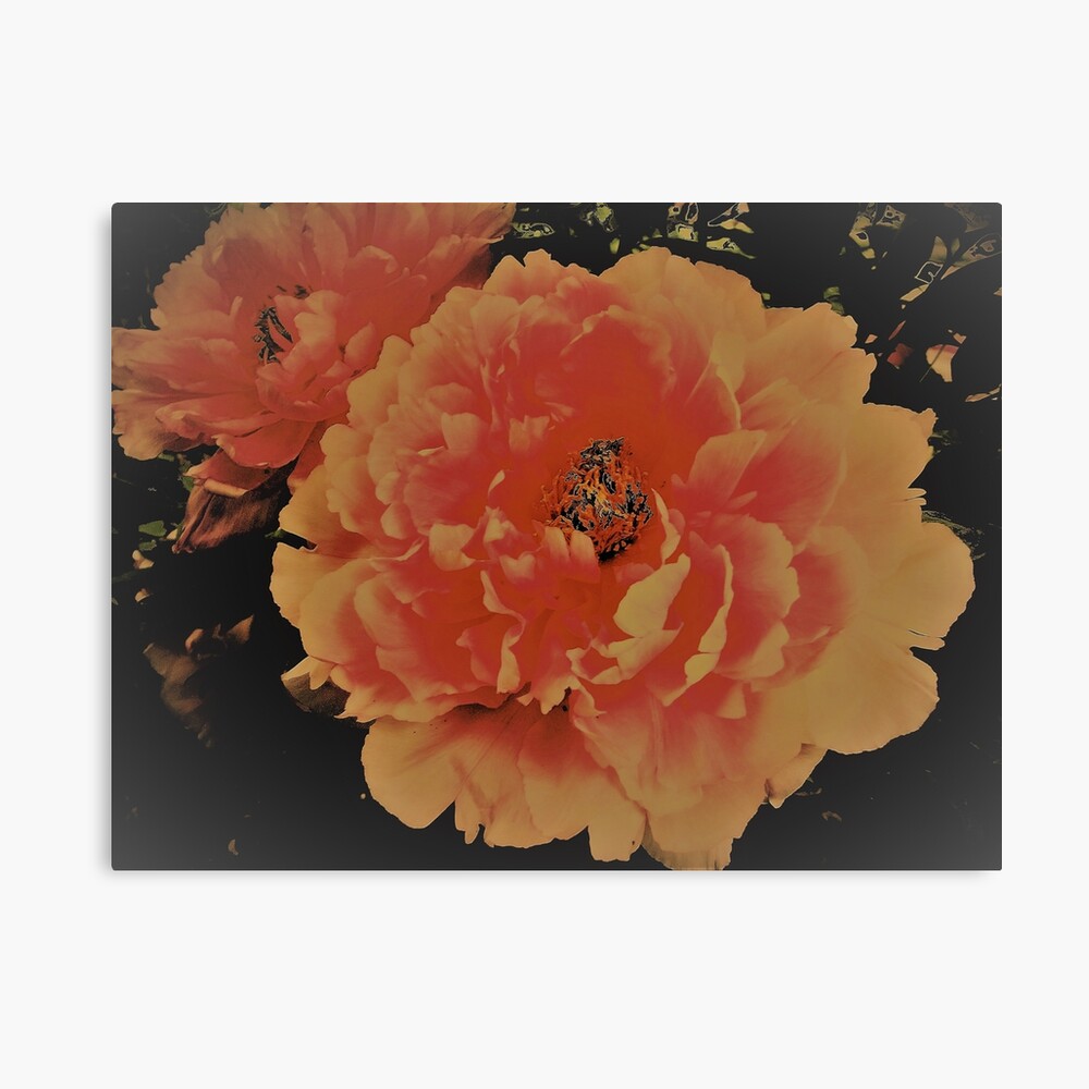 Peony House Of Harlequin Poster By Jacquline86 Redbubble