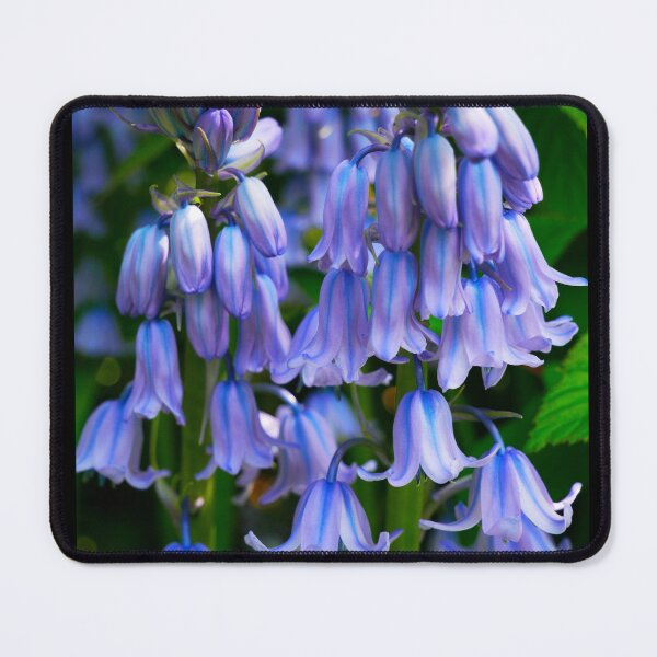 Item preview, Common Bluebell designed and sold by Araveen-Photo.