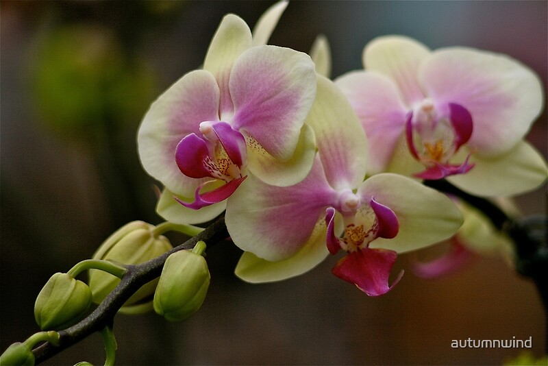 " Orchids In Bloom" By Autumnwind | Redbubble