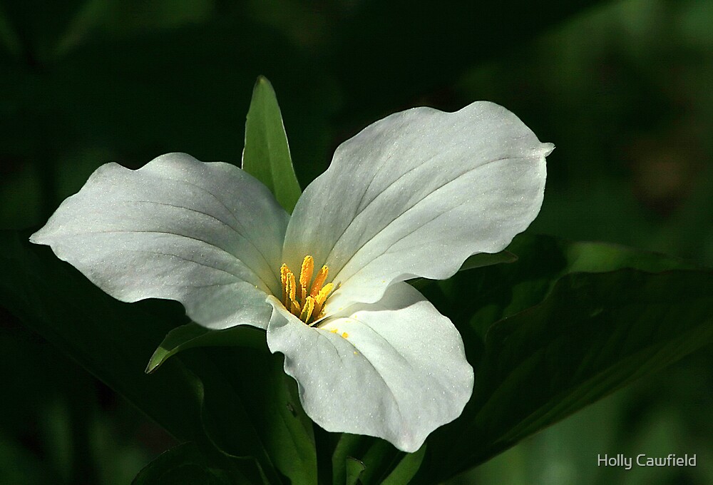 trillium-emblem-of-ontario-by-holly-cawfield-redbubble