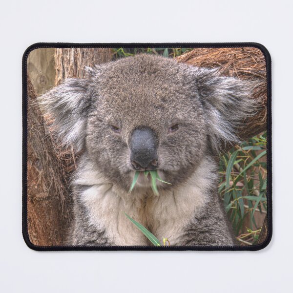 Item preview, The Contented Koala designed and sold by Steven Jodoin.