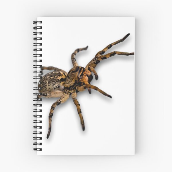 Item preview, Big Spider designed and sold by Metaverse8.