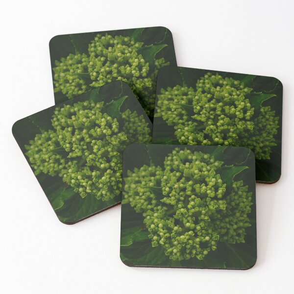Item preview, Hydrangea before the bloom designed and sold by TheNinthMemory.