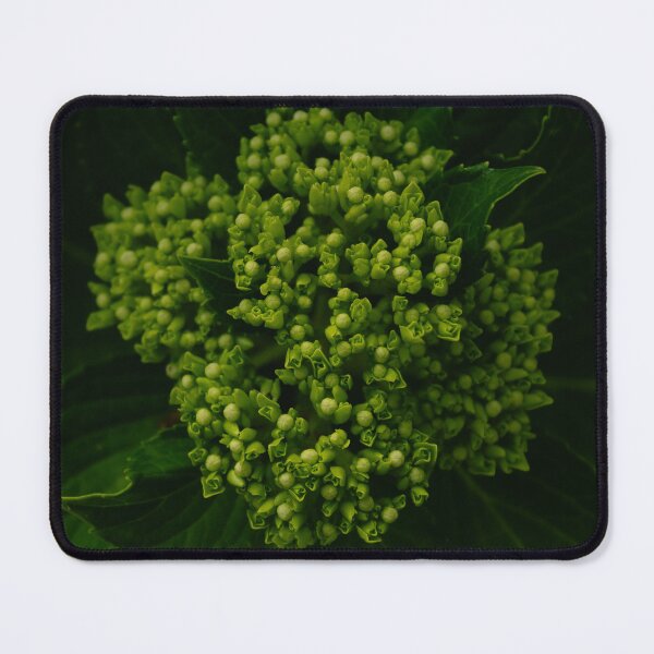 Item preview, Hydrangea before the bloom designed and sold by TheNinthMemory.