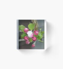 rose buds Acrylic Block