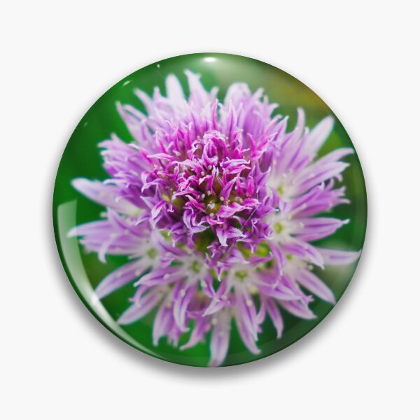 Item preview, Chives flower designed and sold by Araveen-Photo.