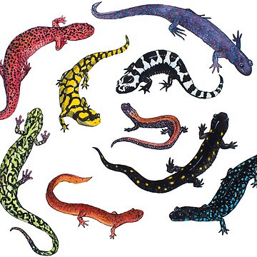 Artwork thumbnail, Salamanders by Holly Grant