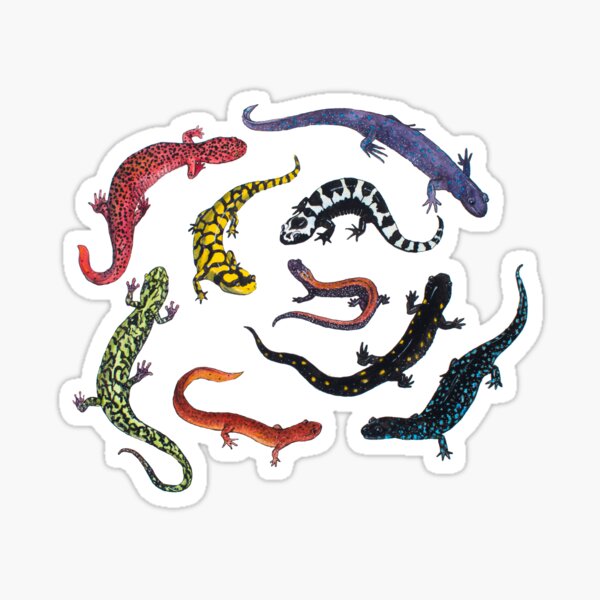Salamanders Sticker