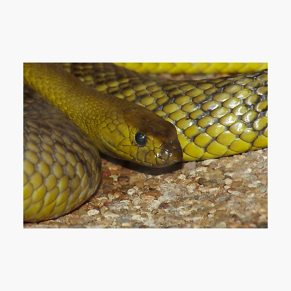 Aperçu de l'œuvre The Worlds Deadliest Land Snake. créée et vendue par Aussiebluey.
