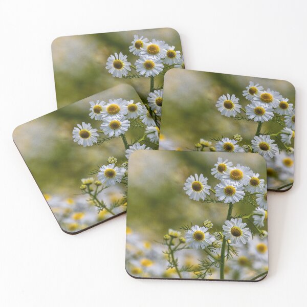 Item preview, English Wild Flowers - Chamomile designed and sold by Violaman.