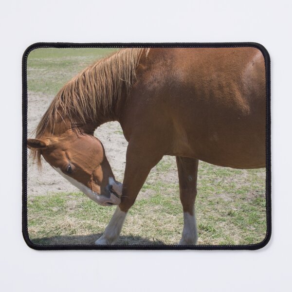 Item preview, Darn Flies! designed and sold by bertsworks300.