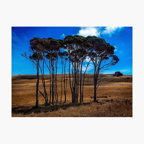Item preview, Alpine Ash near Stanley Nut - Tasmania designed and sold by Yukondick.