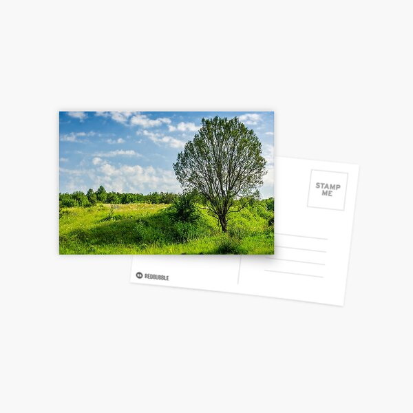 tree in rural area on beautiful summer day Postcard