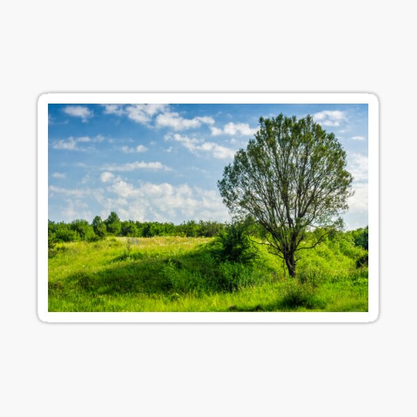 tree in rural area on beautiful summer day Sticker