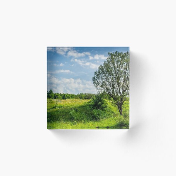 tree in rural area on beautiful summer day Acrylic Block
