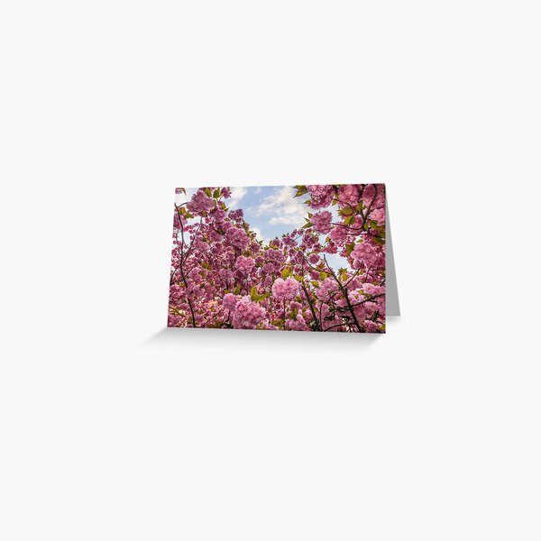 Sakura flower blossom in springtime Greeting Card