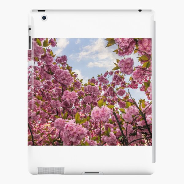 Sakura flower blossom in springtime iPad Snap Case