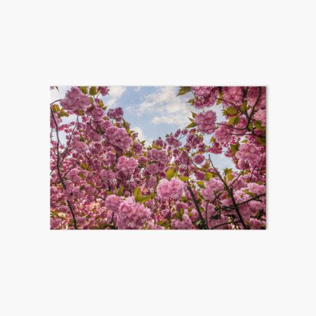Sakura flower blossom in springtime Art Board Print