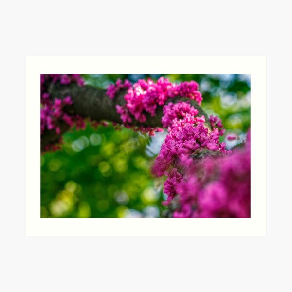 Judas tree blossom in springtime Art Print