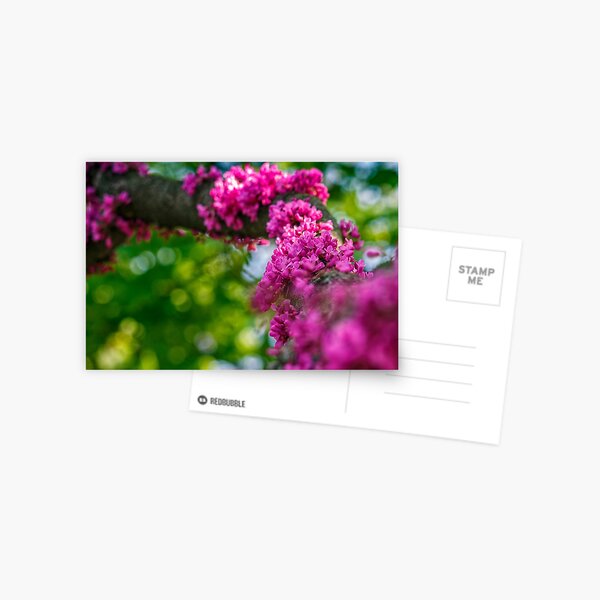 Judas tree blossom in springtime Postcard