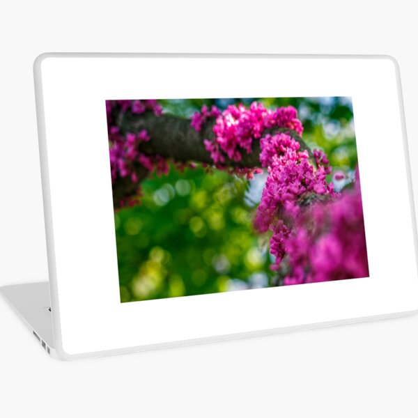 Judas tree blossom in springtime Laptop Skin